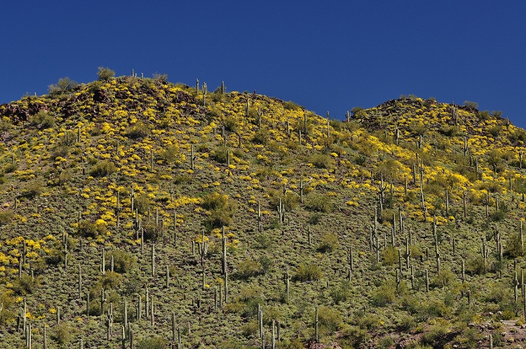 wildflowers